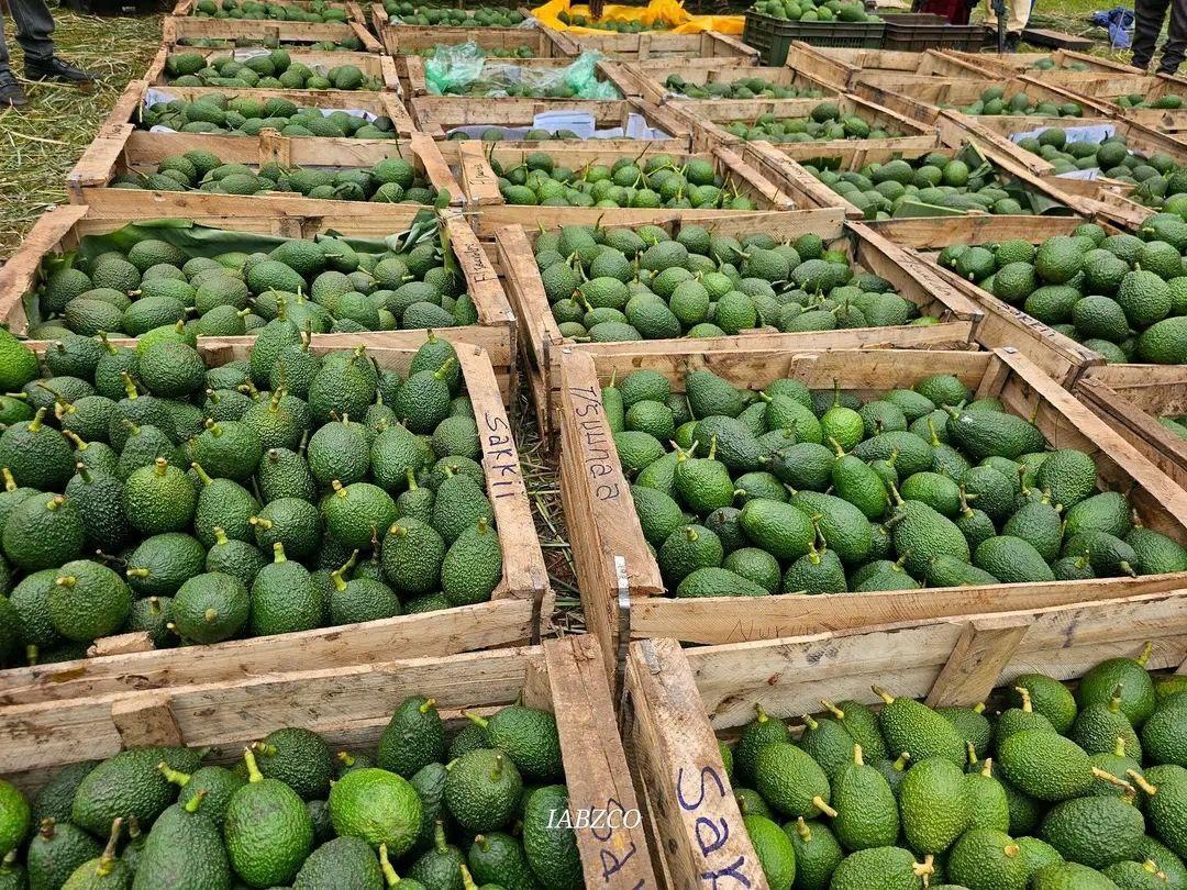 Avocado