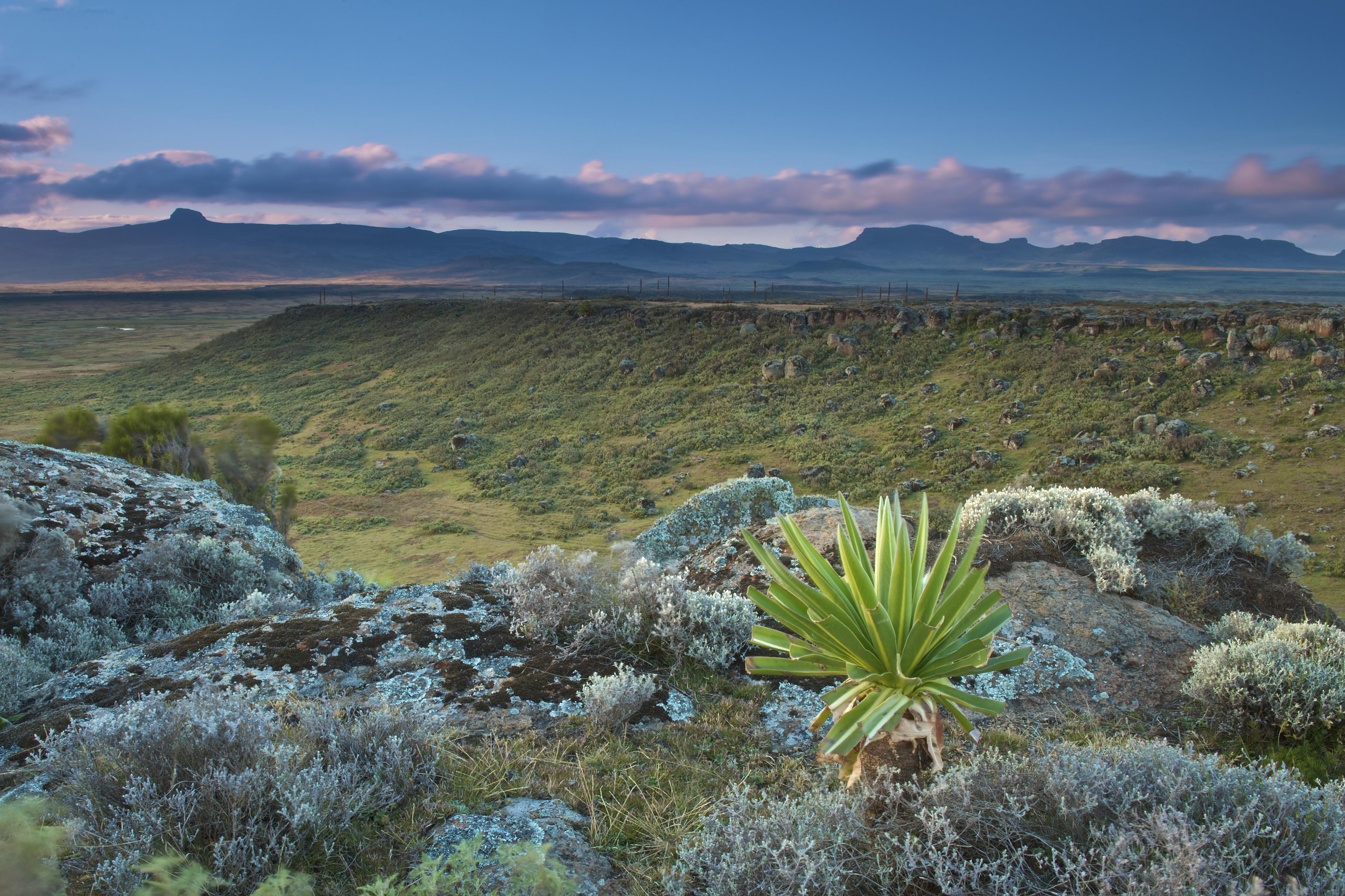 Bale Mountains