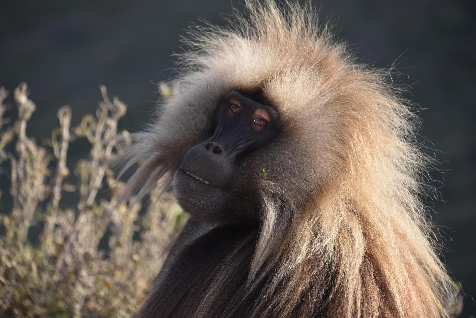 Wildlife in Ethiopia