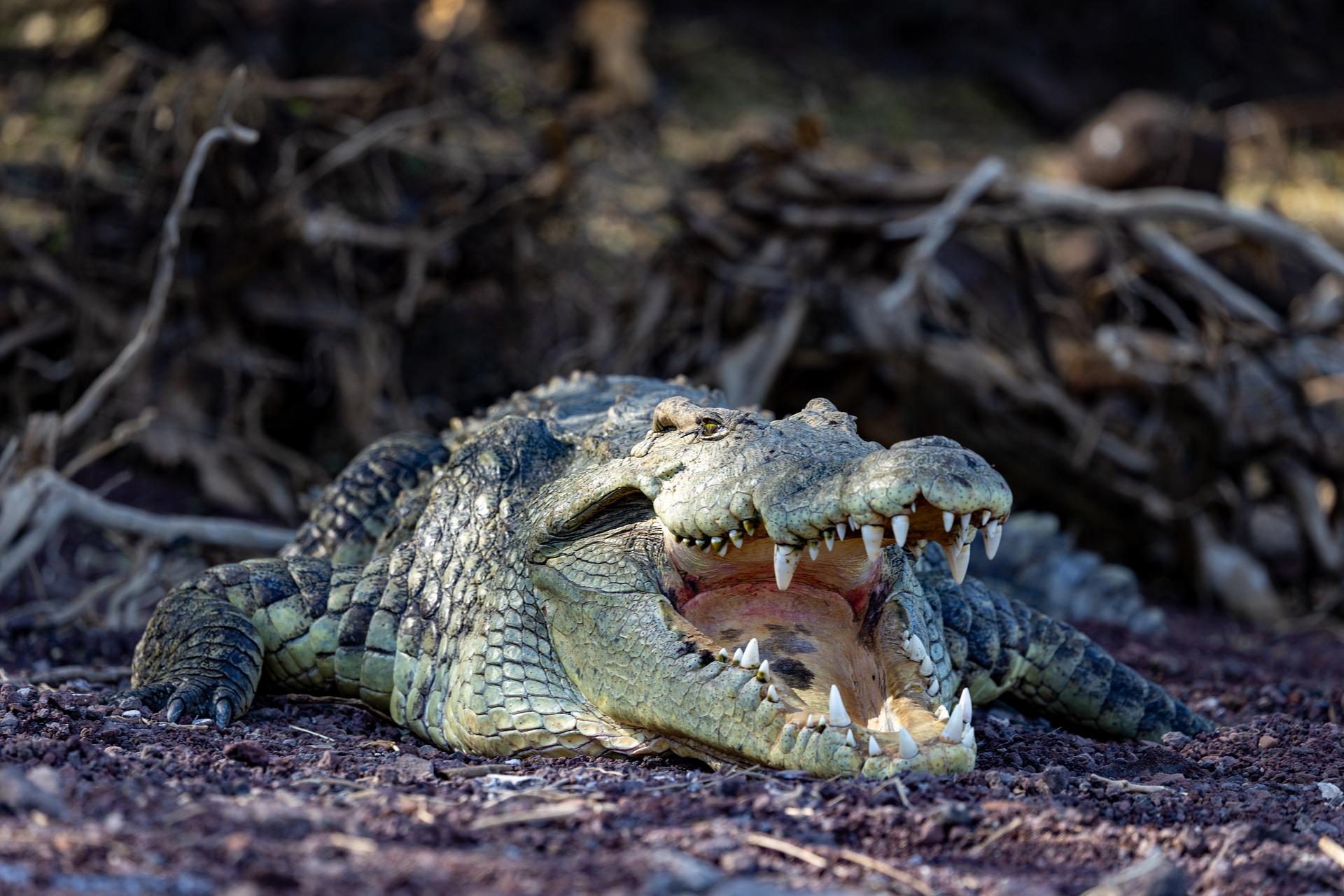 Crocodile