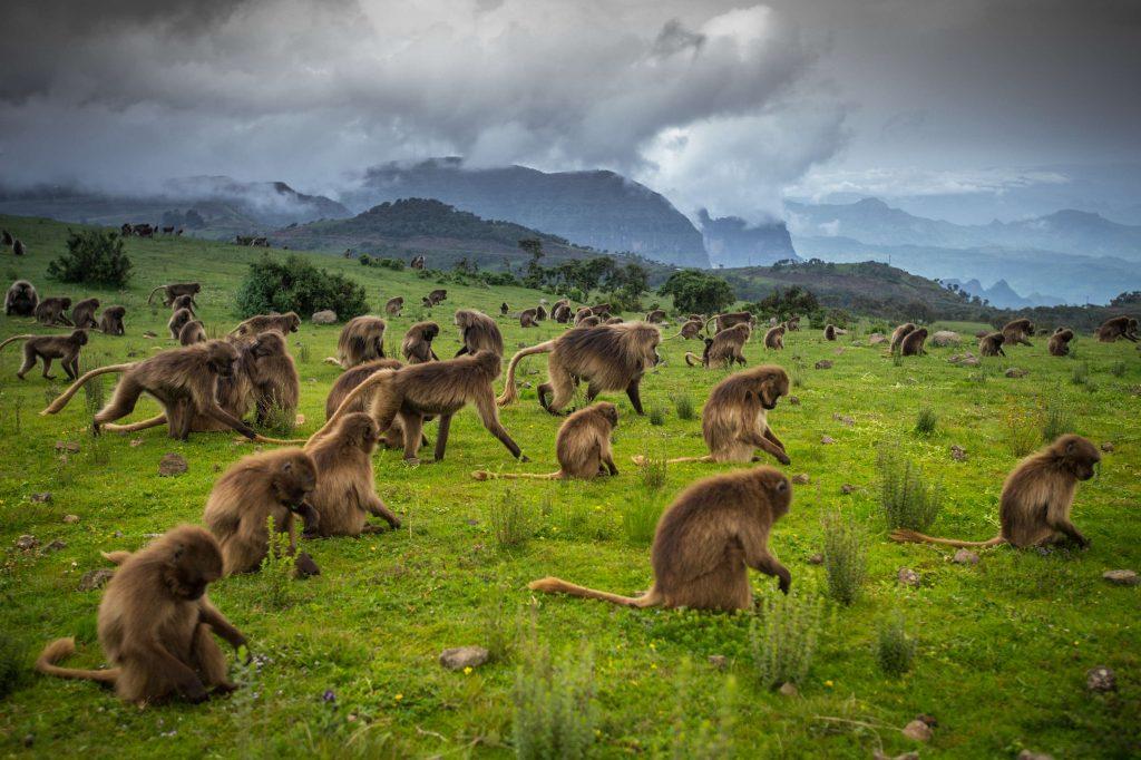 Simien Mountains