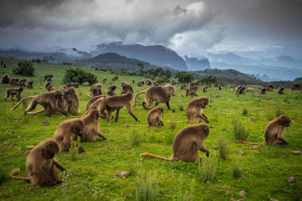 Simien Mountains: Roof of Africa